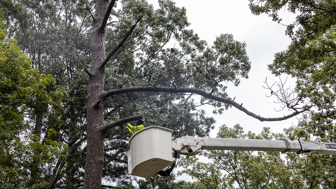 Vegetation management crews trim trees in Jackson ahead of Hurricane Francine making landfall.